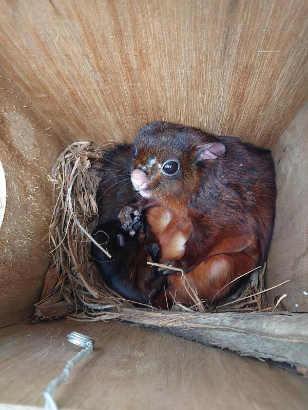 過去一年，朝陽科大偵測出現大赤鼯鼠等27種生物，營造多樣化物種棲地展現具體成效。