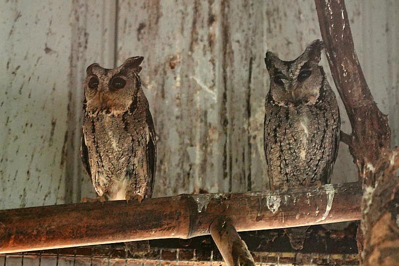 422永續旅行，將帶旅客去造訪貓頭鷹的家。