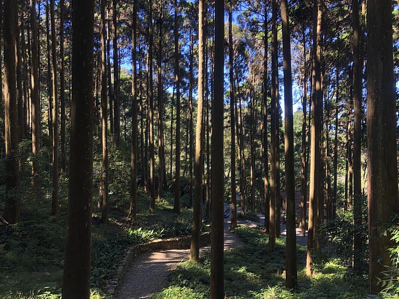雲杉步道2