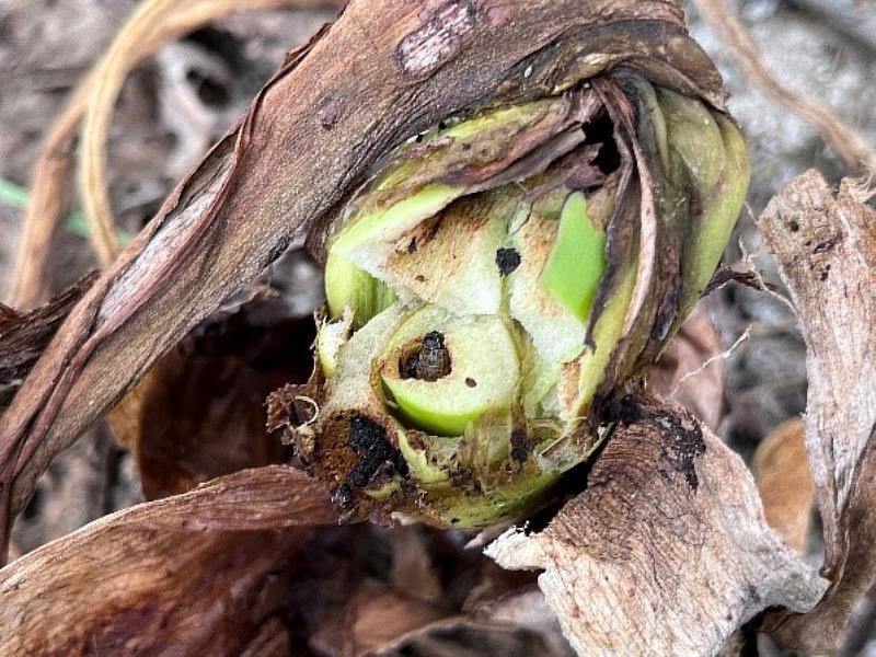 秋行軍蟲取食芋頭-3-臺南農業改良場提供