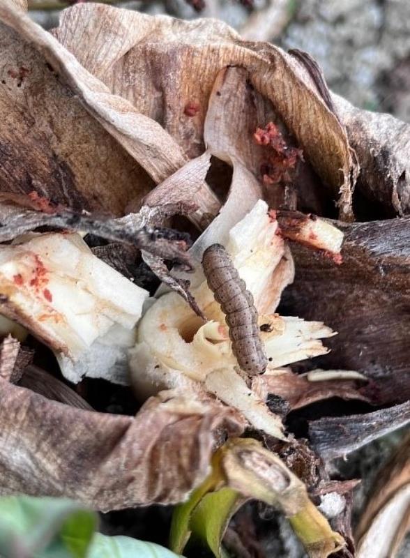 芋頭莖部受害狀-2-臺南農業改良場提供