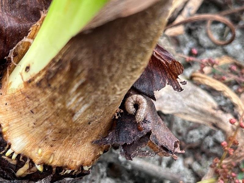 秋行軍蟲於芋頭基部發現-4-臺南農業改良場提供