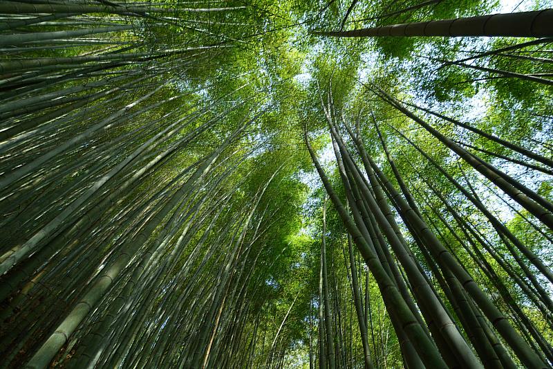 親子淺山小旅行 嘉義推薦3條幼幼級步道