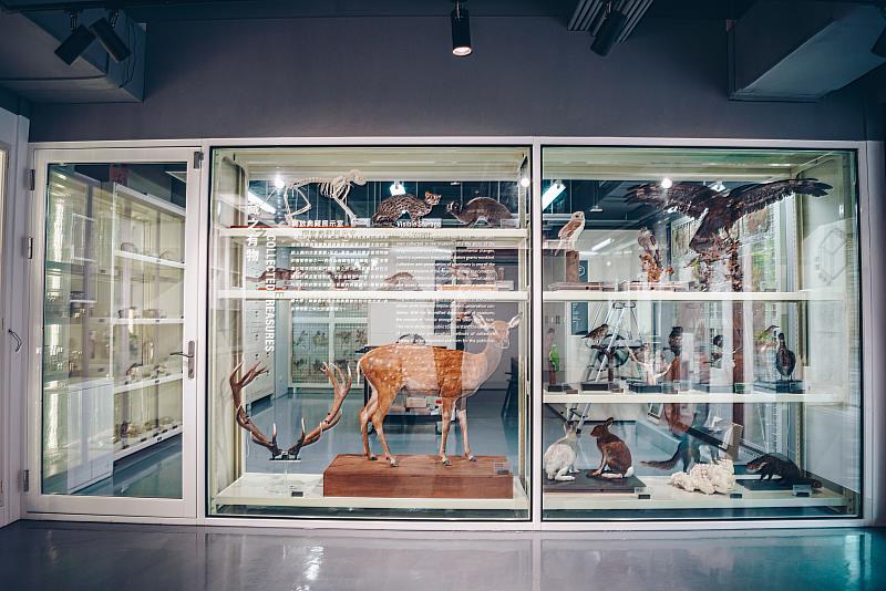 臺博館藏之有物開放庫房提供博物館標本多元探索空間