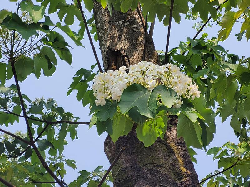 油桐花開 風起花落時又如白雪紛飛