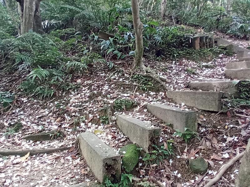 油桐花隨風飄落地面形成浪漫雪白花毯