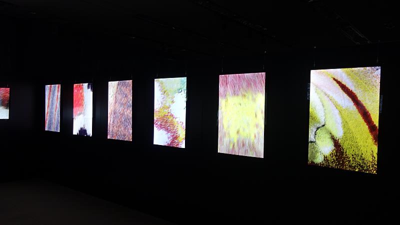 圖：透過燈箱的呈現，更能察覺蛾類細微的色彩與肢體的細節