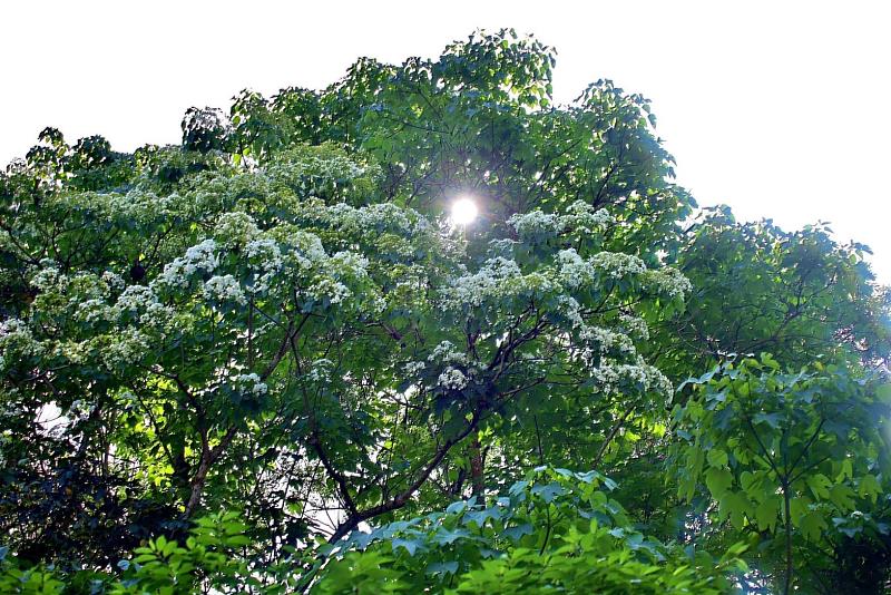 深坑萬福公園的桐花盛開中