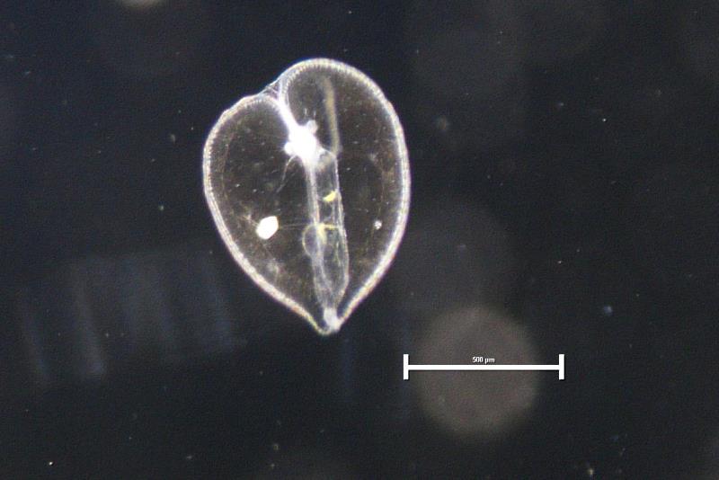 夜光蟲攝食矽藻(Rhizosolenia sp.)的情況