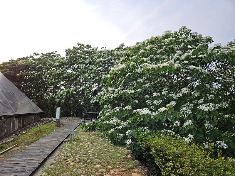 目前好客公園桐花盛開，歡迎民眾共下來繞山花