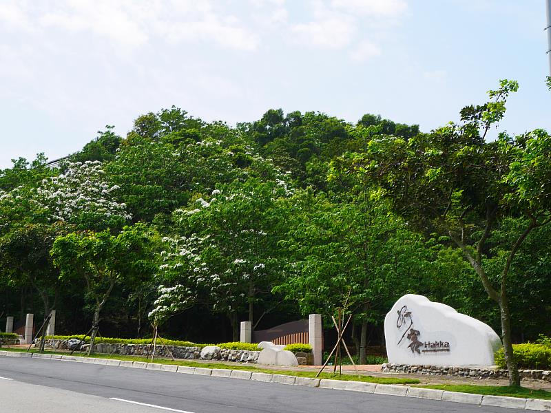 目前好客公園桐花盛開