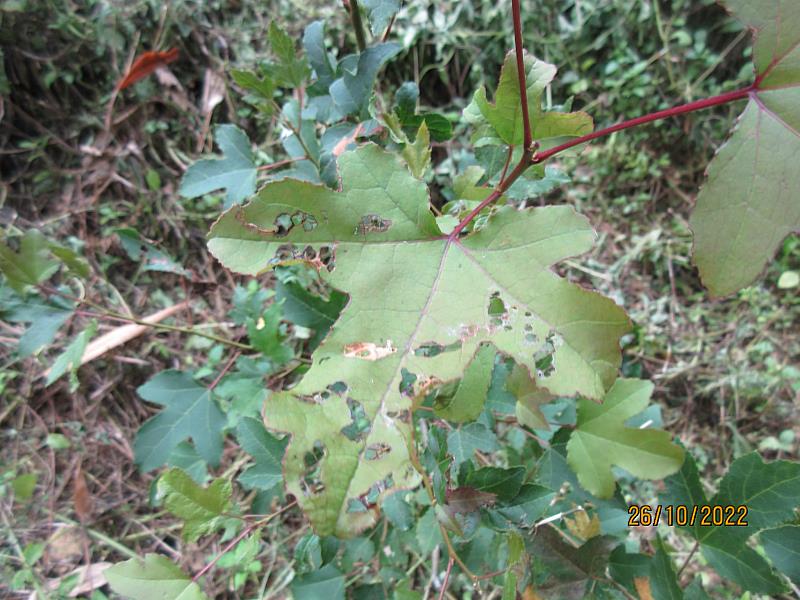 楓香苗木葉面有點狀病徵經診斷為角斑病