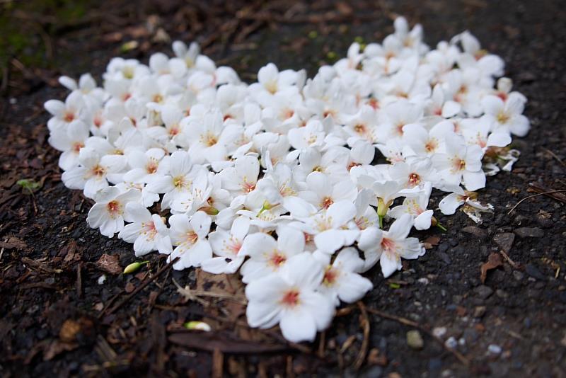 桐花瓣落下的姿態又被稱為五月雪，非常美麗，桐花散發出淡淡清香