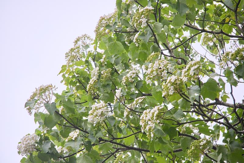 桐花季節來臨，推薦造訪石碇桐花步道