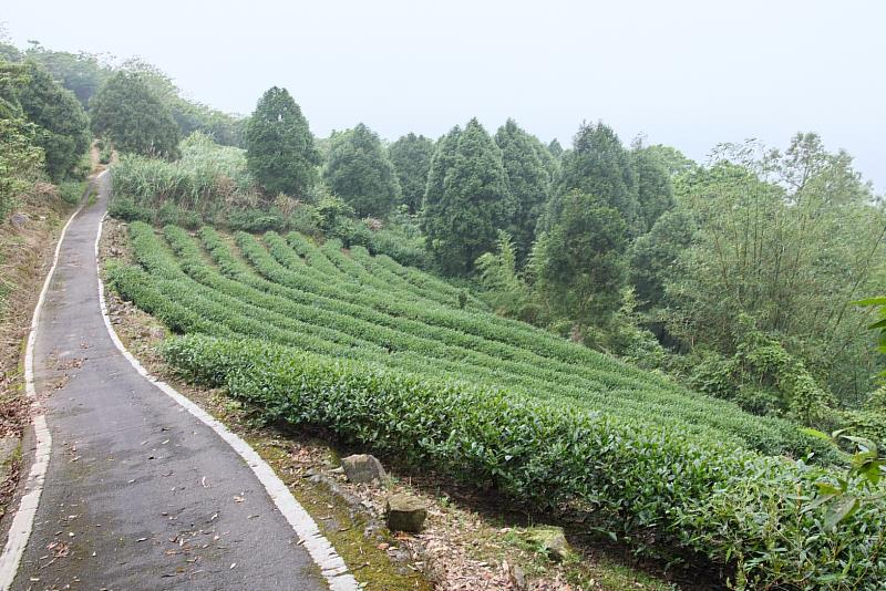 桐花步道長度約435公尺左右，適合喜歡輕健行的族群，兩旁遍布茶園，也可以同時欣賞一片綠意的梯田景觀