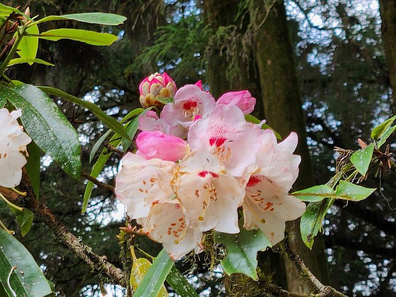 玉山杜鵑在香林國小、沼平公園、阿里山博物館等區域均可欣賞