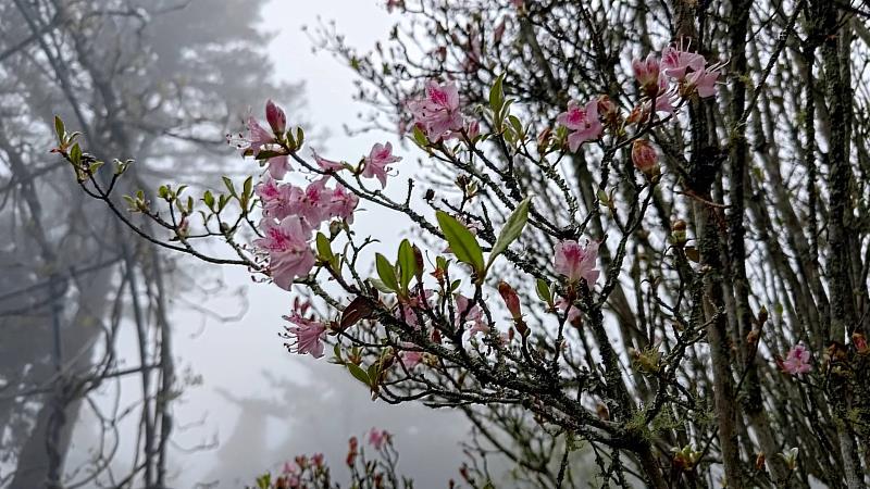 阿里山高山植物園可觀賞到紅毛杜鵑