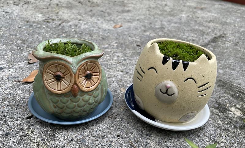作品-苔癬盆