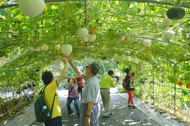 色彩繽紛的南瓜隧道每年都吸引眾多遊客前來打、拍照