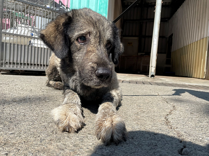 不易送養犬隻(老犬)