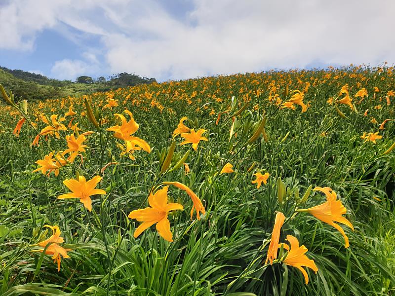春遊踏青，金色花海