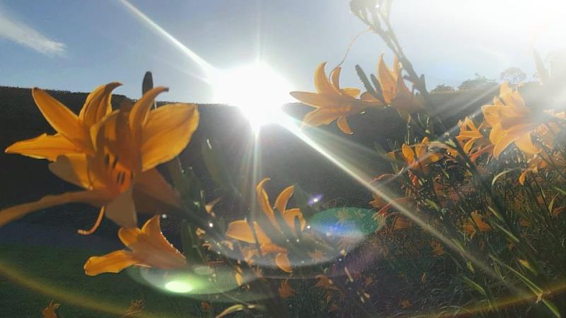 喜迎日出，花海相伴