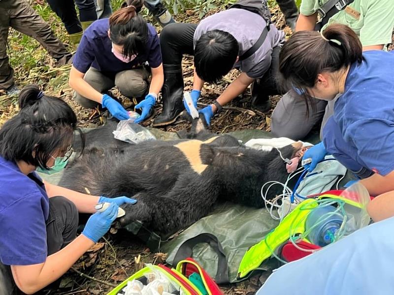 獸醫師黑熊檢診