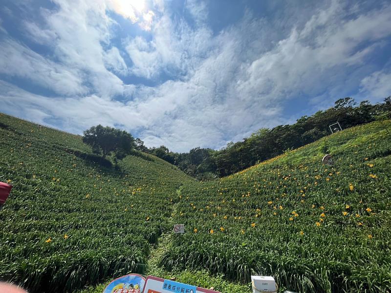 溫馨五月 臺東縣府結合農場業者推優惠案 邀全國模範母親來臺東共賞金針忘憂趣