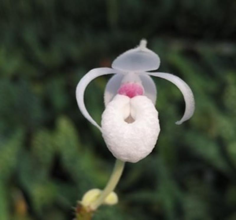 仙履蘭小白兔-墨西哥仙履蘭