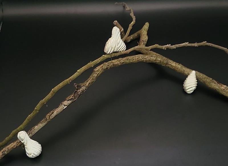 圖三 楊采諭參展作品《初蛹》。