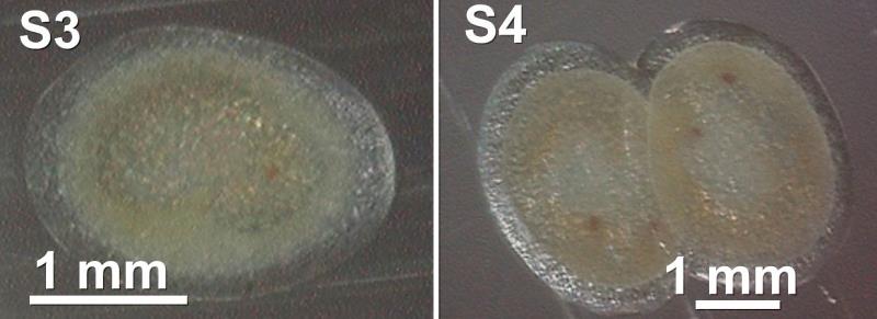 翁義聰教授團隊研究台南絲鬚斑螟蛾新種之胚胎發育
