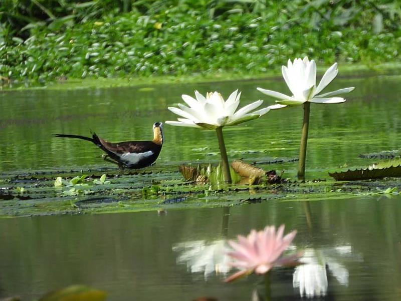 『水雉（凌波仙子）』於蓮花旁