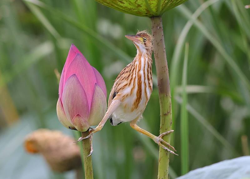 黃小鷺』站在蓮花旁