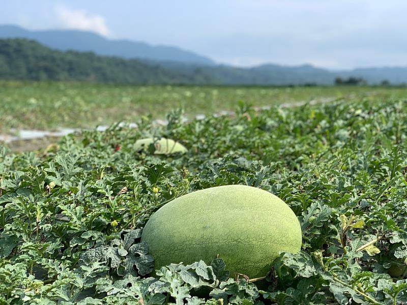 孕育在花蓮無污染環境的甘甜西瓜