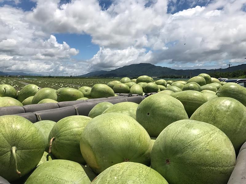 採收成果顆顆飽滿