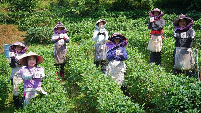 三芝區採茶媽媽團齊心協力共同製作三芝櫻花茶