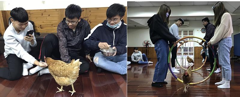 觀遊系學生與療癒雞相見歡及進行團體遊戲。