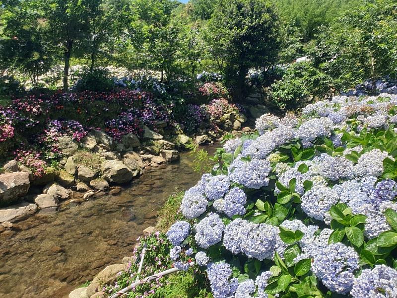 高家繡球花一隅