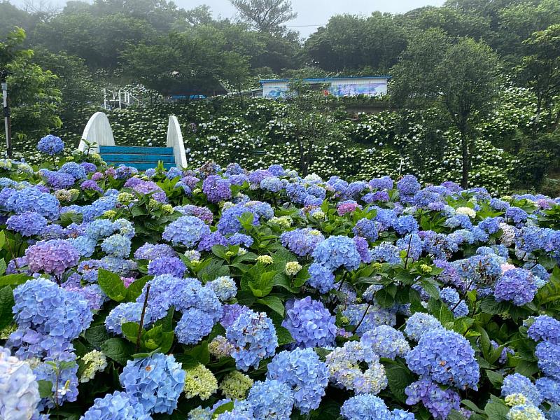萬里區繡球花季活動已堂堂邁入第3個年頭，擁有全台最大的露天繡球花花卉園區(111年繡球花季資料照片).