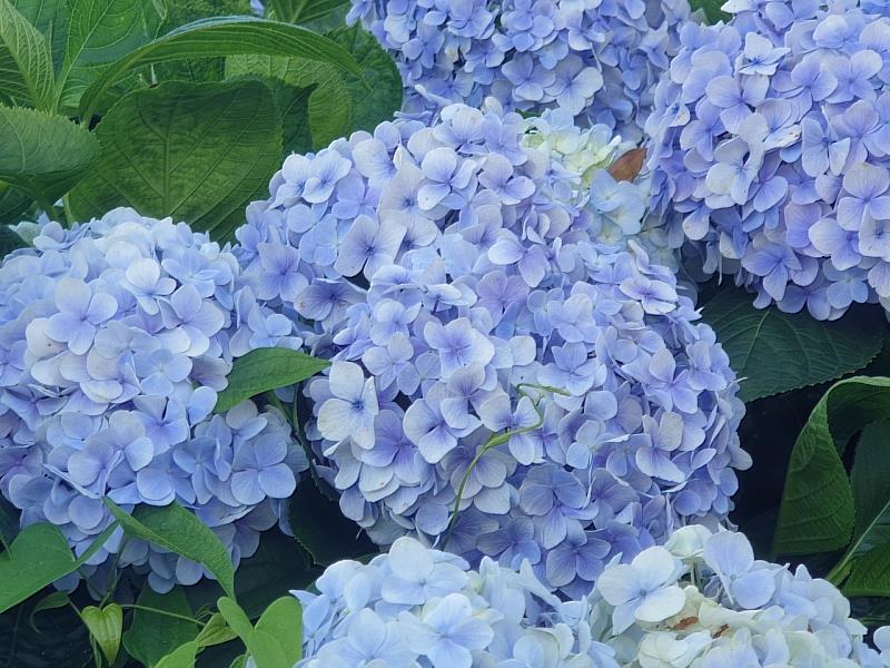 繡球花是屬於夏季的花卉,是一種常見的園藝、裝飾花卉,因外型如同古代喜慶時使用的繡球一般而得名