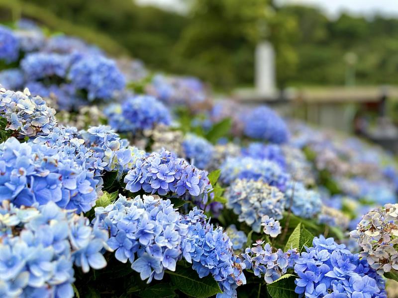 繡球花花語即有圓滿、團聚之意