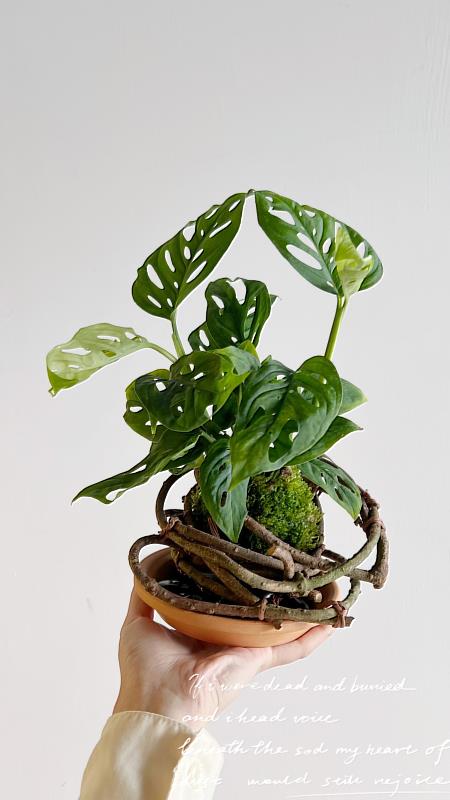 「花現自己」邀請創齡觀眾以常見苔癬、花卉與觀葉植物裝飾日常