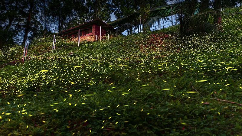 紫東社區在水源豐沛且自然生態資源豐富環境下，不僅產出好品質的蜂蜜，同時也適合螢火蟲生長，歡迎民眾把握最後一波賞螢機會(照片提供：王碧嬌)