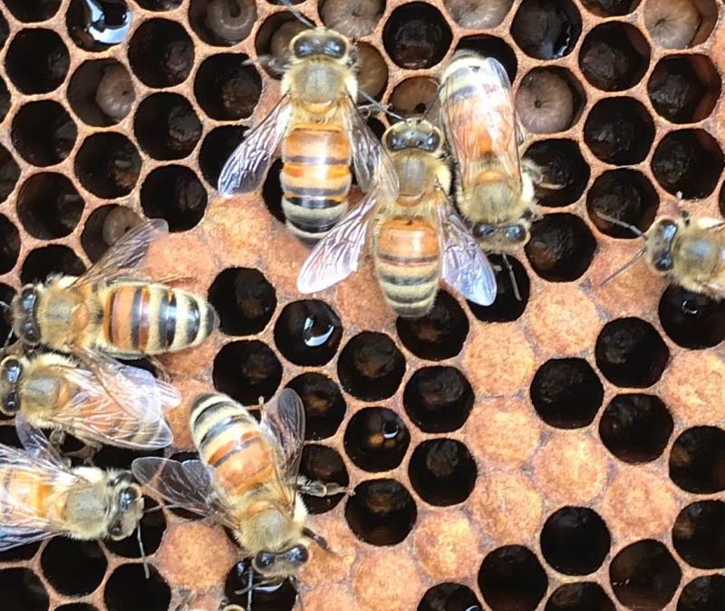 世界蜜蜂日，主要目的是為了喚起大眾對於蜜蜂保護的關注，以致力於推廣養蜂教育的養蜂學家安東·楊沙（Anton Janša）生日這天作為紀念頒布