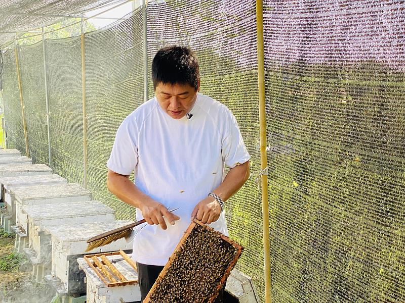 崗發蜂蜜第二代老闆王祈發解說蜜蜂如何分辨公母及蜜蜂採蜜過程