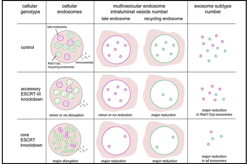 研究發現，當癌細胞遭遇養分壓力時，癌細胞會釋放此種外泌體，來促進血管生成與癌細胞增生，並活化癌症惡化的訊息傳遞路徑。照片范世榮助理教授提供