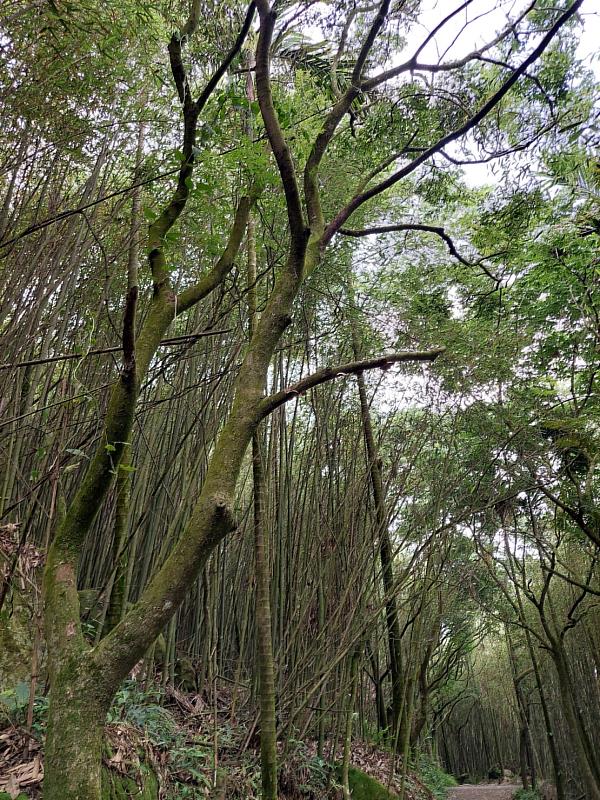 嘉義林管處呼籲大眾，下雨或颱風過後山區土石較鬆軟、枯木含水易有傾倒或掉落危險，上山務必提高警覺