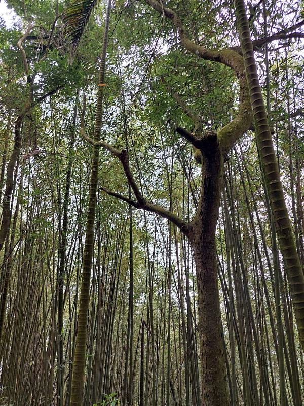 關子嶺大凍山步道全線進行枯立木巡查及伐除修枝作業