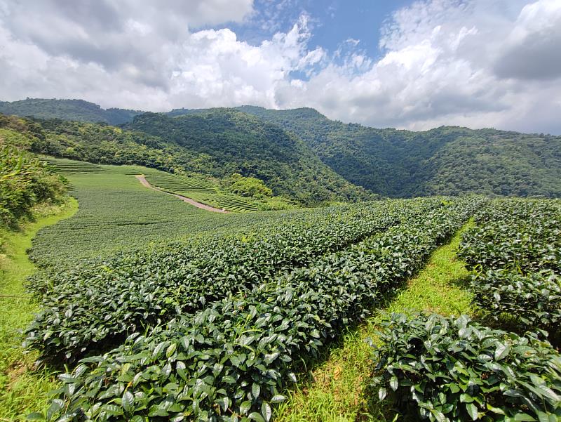 有機茶園風光