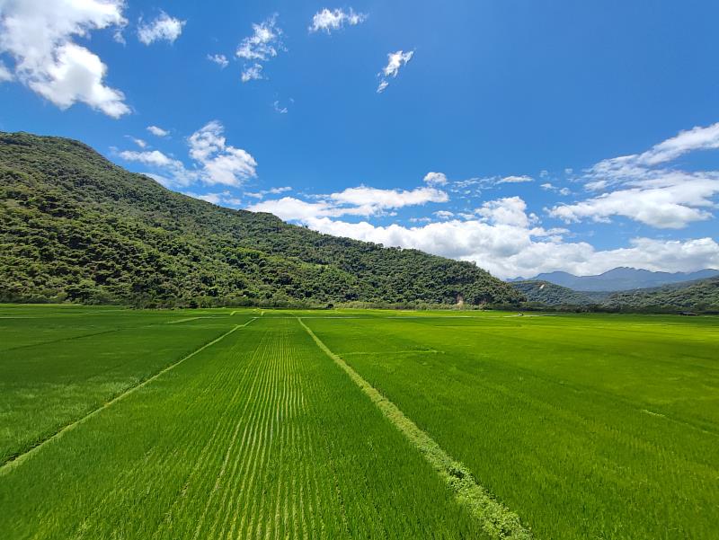 有機水稻田區風光